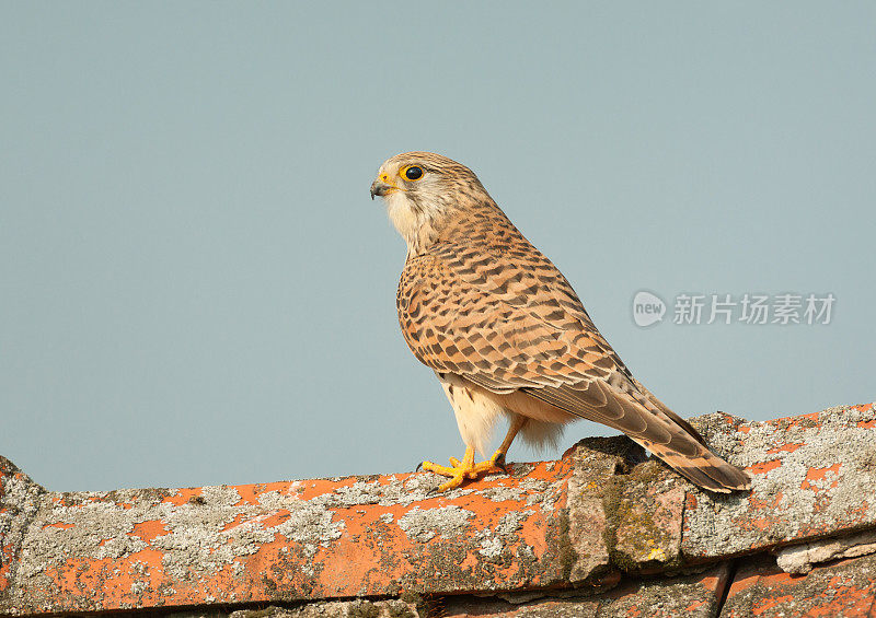 雌红隼(Falco tinnunulus)